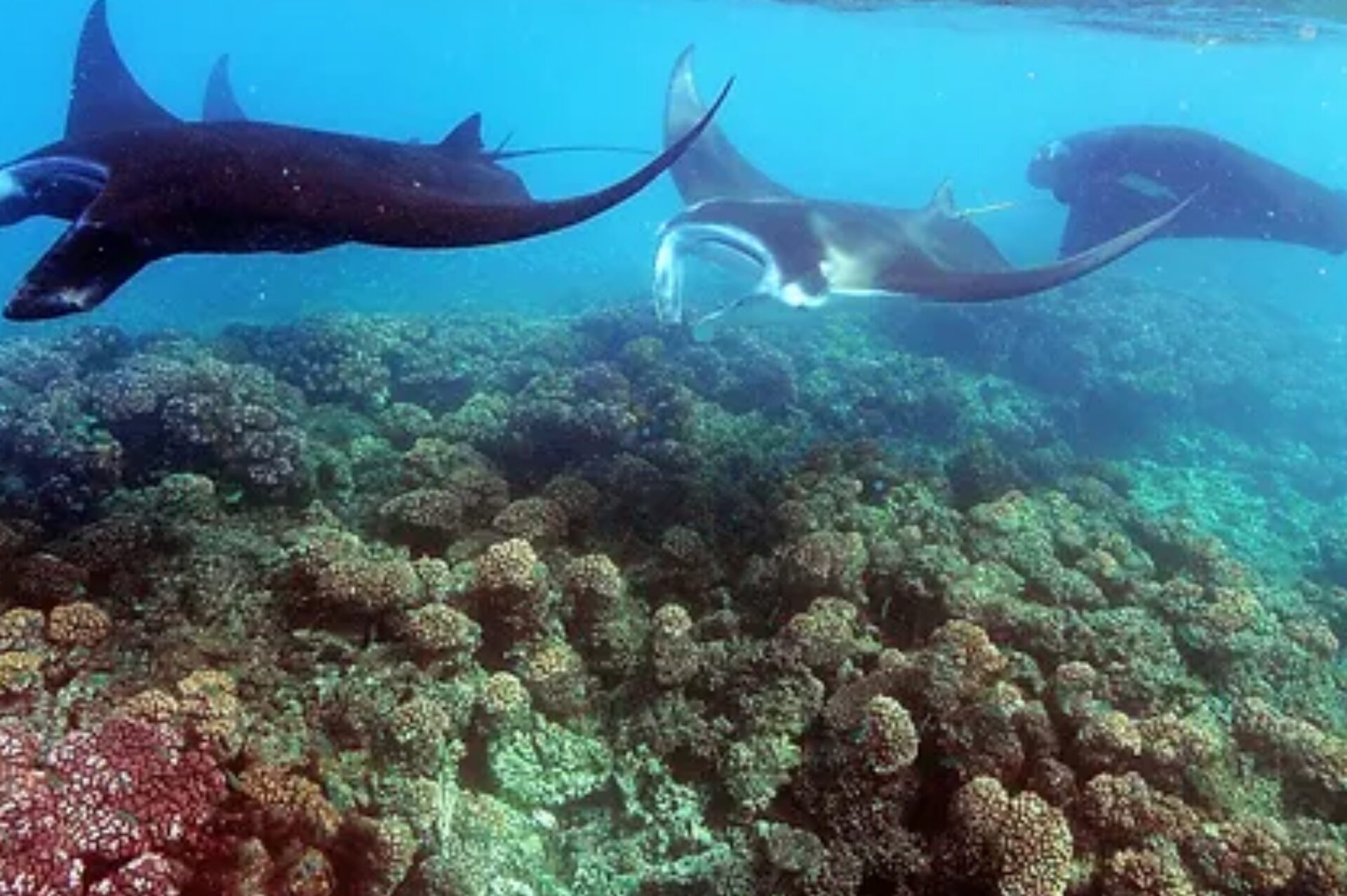 Barefoot Manta Island Resort in Fiji for Manta Ray Encounters