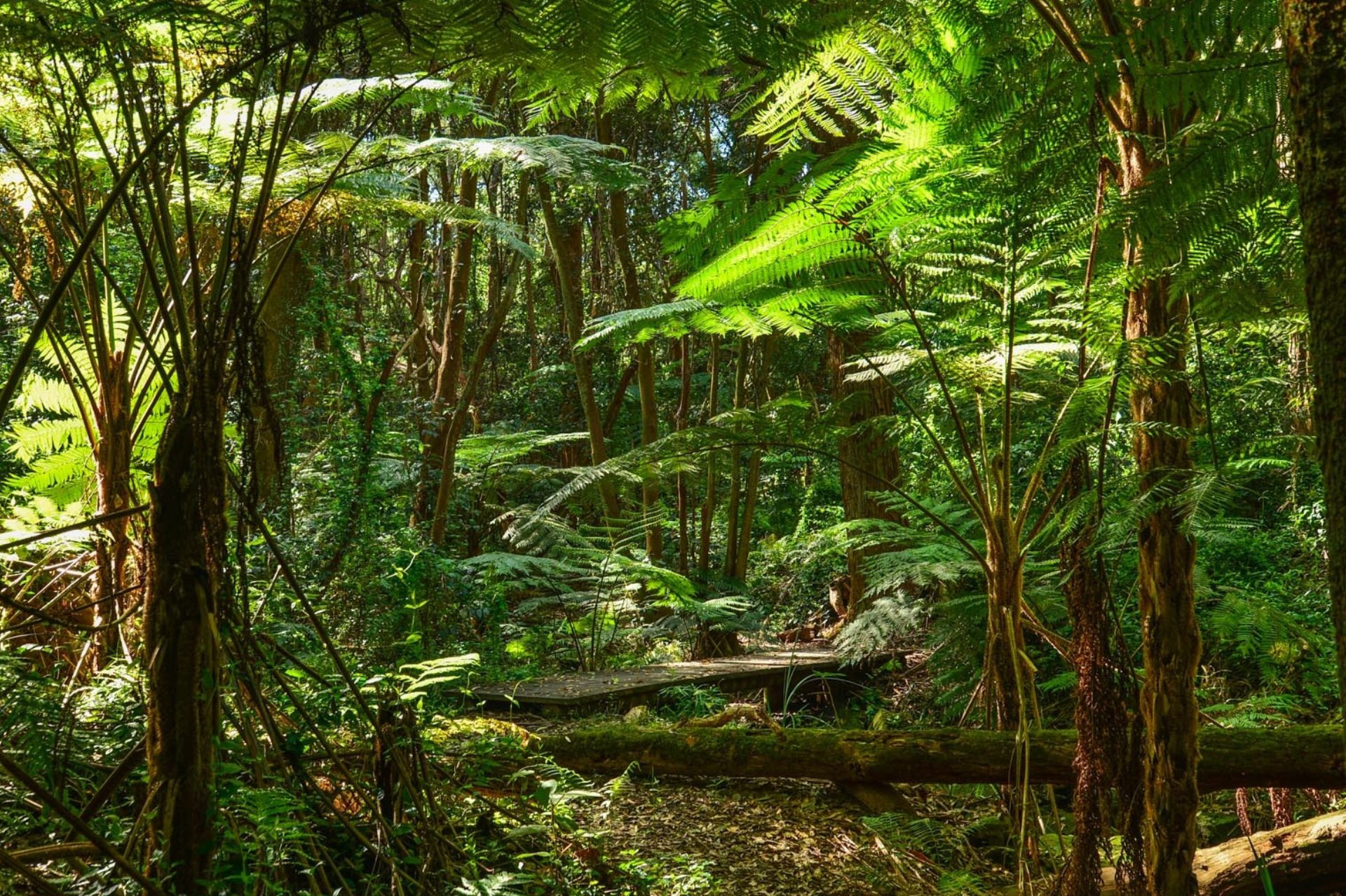 Colo-I-Suva Forest Park Fiji is a Rocky Hike to Divine Pools