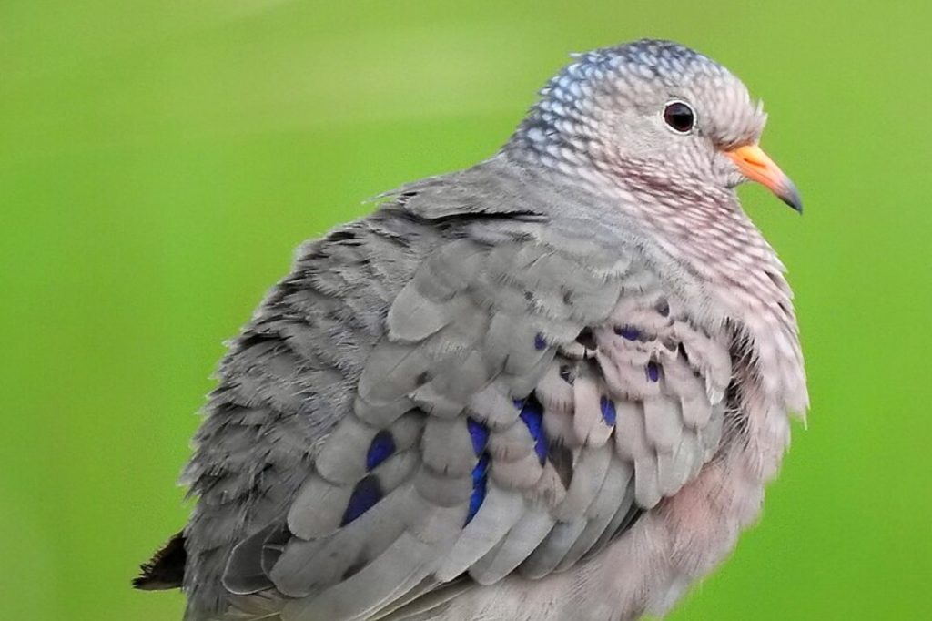 Fiji High Vanua Levu Ground Dove